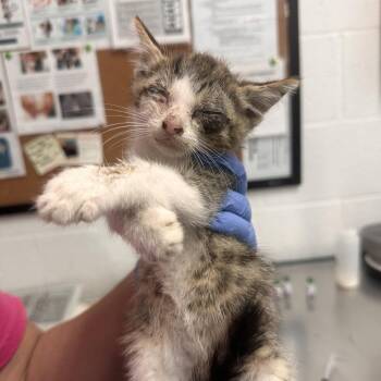 Rafiki -  Domestic Short Hair Cat for Adoption in Edinburg, Texas - Rafiki | PetCurious