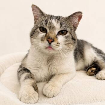 Nugget -  Domestic Short Hair Cat for Adoption in Redwood Falls, Minnesota - Nugget | PetCurious