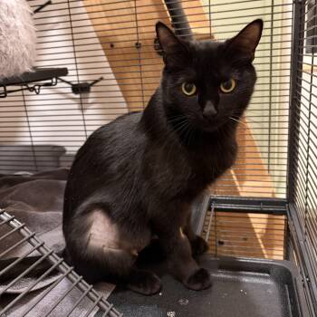 Rescue Domestic Short Hair Cats for Adoption in Fort Collins, Colorado - Sabrina | PetCurious