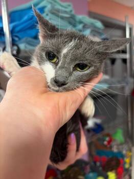 Porter Cat -  Domestic Short Hair Cat for Adoption in Morgantown, Kentucky - Porter Cat | PetCurious