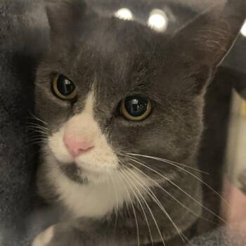 71593 -  Domestic Short Hair Cat for Adoption in Harrisonburg, Virginia - 71593 | PetCurious