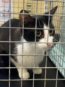 BECCA -  Domestic Short Hair Cat for Adoption in Fort Myers, Florida - BECCA | PetCurious