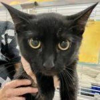 Spiegel -  Domestic Short Hair Cat for Adoption in Green Valley, Arizona - Spiegel | PetCurious