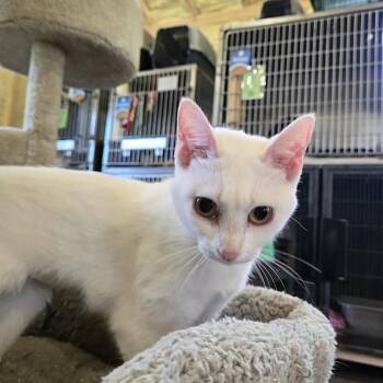 Domestic Short Hair Cats Available for Adoption in Park Falls, Wisconsin - Dolly | PetCurious