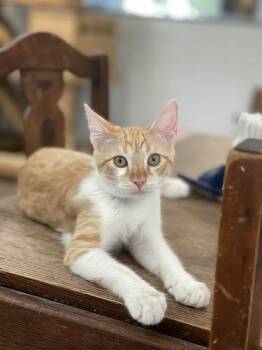 Kitten 27724 (Pooh) -  Tabby Cat for Adoption in Parlier, California - Kitten 27724 (Pooh) | PetCurious
