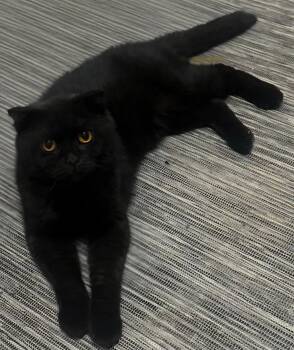 Hope -  Scottish Fold Cat for Adoption in Snow Hill, Maryland - Hope | PetCurious