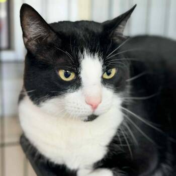 Domestic Short Hair Cats Available for Adoption in Huntington, West Virginia - Kylo | PetCurious