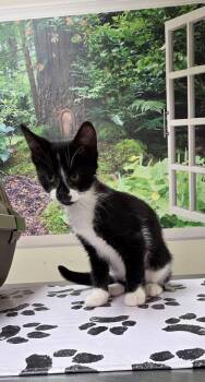 Domestic Short Hair Cats Available for Adoption in Lancaster, Pennsylvania - Ricky | PetCurious