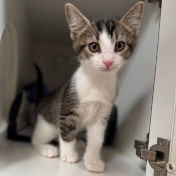 Tilapia -  Domestic Short Hair Cat Available for Adoption in Riverside, California - Tilapia | PetCurious