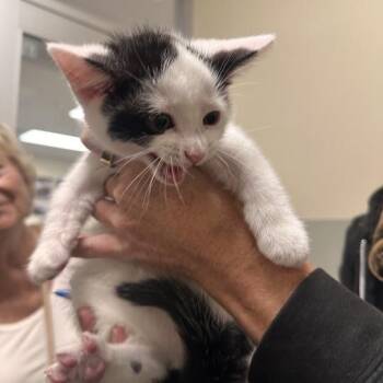 Jackson -  Domestic Short Hair Cat for Adoption in Wilmington, Delaware - Jackson | PetCurious