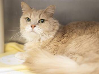 PUMPKIN DUMPLIN -  Domestic Long Hair Cat for Adoption in Phoenix, Arizona - PUMPKIN DUMPLIN | PetCurious