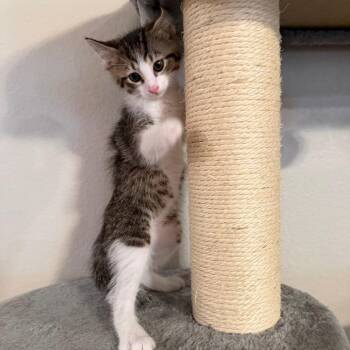 Max -  Domestic Short Hair Cat for Adoption in Midland, Texas - Max | PetCurious