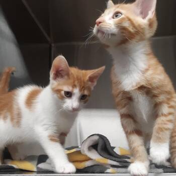 Vector -  Domestic Short Hair Cat for Adoption in Spokane, Washington - Vector | PetCurious