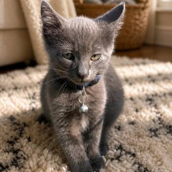 Russian Blue and Domestic Short Hair Cats Available for Adoption in Brea, California - Koopa | PetCurious
