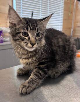 Konrad -  Domestic Short Hair Cat for Adoption in Cumming, Georgia - Konrad | PetCurious
