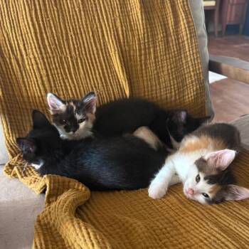 Frizzle -  Domestic Short Hair Cat Available for Adoption in Jupiter, Florida - Frizzle | PetCurious