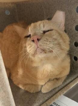 Domestic Short Hair Cats Available for Adoption in Corpus Christi, Texas - SIR GEORGE | PetCurious
