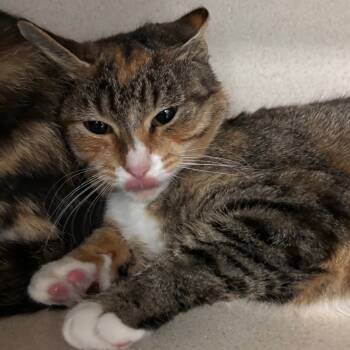 Rescue Domestic Short Hair Cats for Adoption in Lakeland, Florida - Goldie | PetCurious