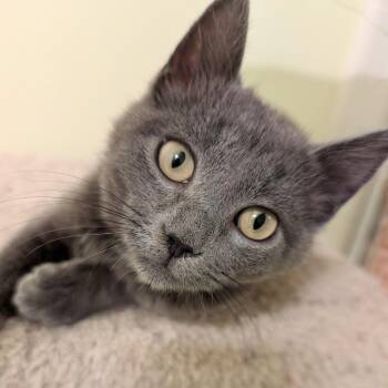 Domestic Short Hair Cats Available for Adoption - Wolfie (bonded With Lillian) | PetCurious