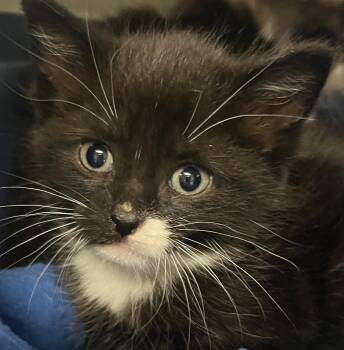 Binki -  Domestic Medium Hair Cat Available for Adoption in Saginaw, Michigan - Binki | PetCurious