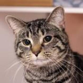 Troy -  Domestic Short Hair Cat for Adoption in Hilliard, Ohio - Troy | PetCurious