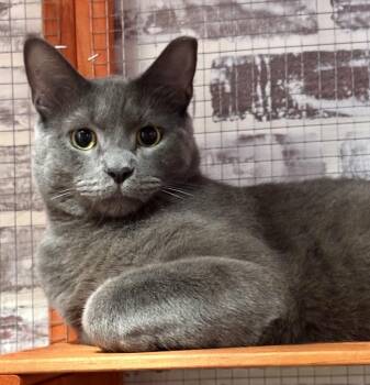 Domestic Short Hair Cats Available for Adoption in Port Washington, Wisconsin - Slater | PetCurious