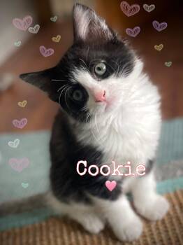 Cookie -  Domestic Medium Hair Cat for Adoption in Dansville, New York - Cookie | PetCurious