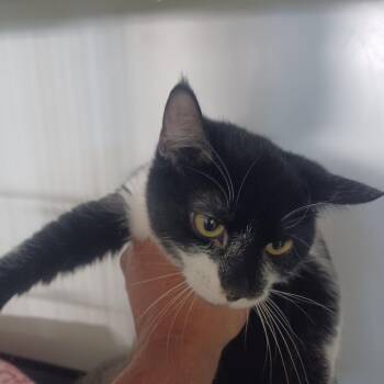 Domestic Short Hair Cats Available for Adoption in Hemet, California - Autumn | PetCurious