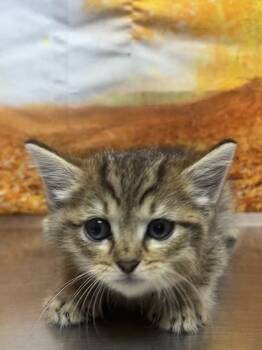 Rescue Domestic Short Hair Cats for Adoption in San Antonio, Texas - Jolly | PetCurious