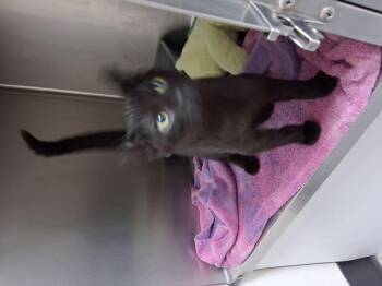 Judd -  Domestic Short Hair Cat for Adoption in Lake Havasu City, Arizona - Judd | PetCurious