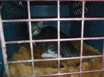 SALLY -  Domestic Short Hair Cat for Adoption in Oroville, California - SALLY | PetCurious