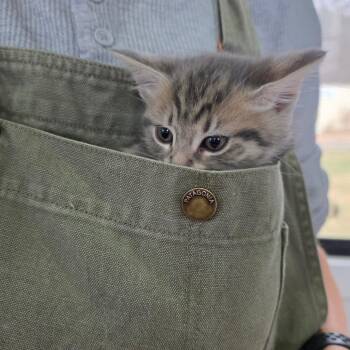 Domestic Short Hair Cats Available for Adoption - Lyra | PetCurious