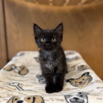 Maple Bacon--In Foster -  Domestic Short Hair Cat for Adoption in Fargo, North Dakota - Maple Bacon--In Foster | PetCurious