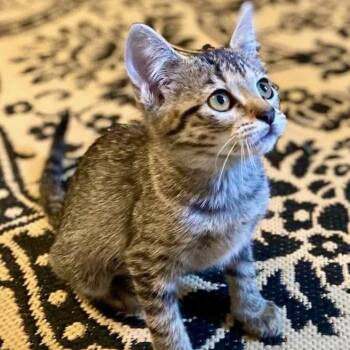 Cassandra -  Tabby Cat for Adoption in Memphis, Tennessee - Cassandra | PetCurious