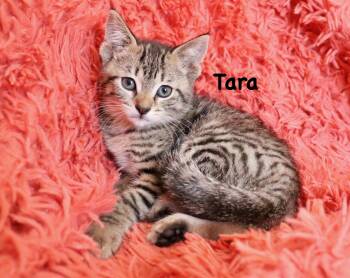 Tabby Cats Available for Adoption - Tara | PetCurious
