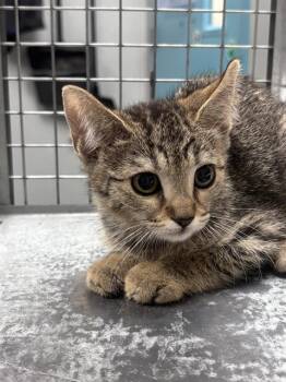 BABY LALA -  Domestic Short Hair Cat for Adoption in Las Vegas, Nevada - BABY LALA | PetCurious