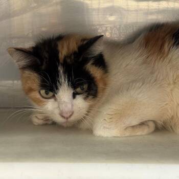 Domestic Short Hair Cats Available for Adoption in Hawthorne, California - Bo Peep | PetCurious