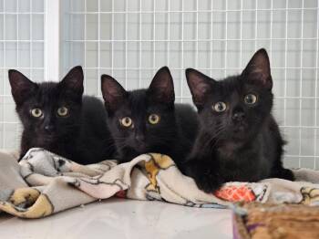 The Dragons (Toothless, Smaug, and Dragonfly) -  Domestic Short Hair Cat for Adoption in Suffolk, Virginia - The Dragons (Toothless, Smaug, And Dragonfly) | PetCurious