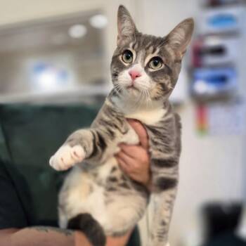 Domestic Short Hair Cats Available for Adoption - Mr. Worldwide | PetCurious