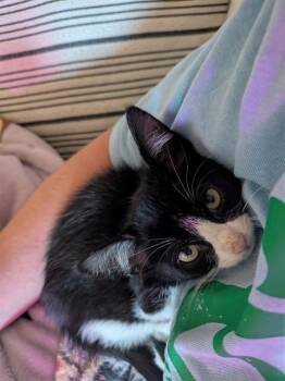 MOCHI -  Domestic Short Hair Cat for Adoption in Fort Walton Beach, Florida - MOCHI | PetCurious