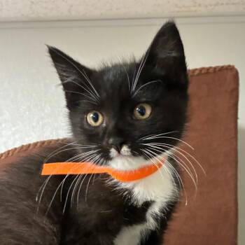 Gilbert -  Domestic Short Hair Cat for Adoption in Uniontown, Pennsylvania - Gilbert | PetCurious