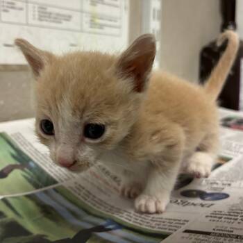 Stampy -  Domestic Short Hair Cat for Adoption in Yuma, Arizona - Stampy | PetCurious