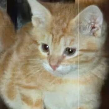 Crumpet Roundy -  Domestic Short Hair Cat for Adoption in Eagle Mountain, Utah - Crumpet Roundy | PetCurious