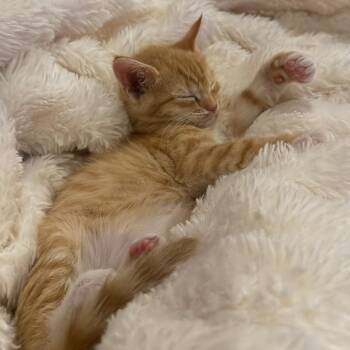 Ginny -  Domestic Short Hair Cat for Adoption in Philadelphia, Pennsylvania - Ginny | PetCurious