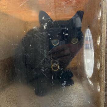 Sassy -  Domestic Short Hair Cat for Adoption in Philadelphia, Pennsylvania - Sassy | PetCurious