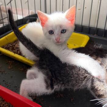 Domestic Short Hair Cats Available for Adoption in Chico, California - BAJA BLAST FREEZE | PetCurious