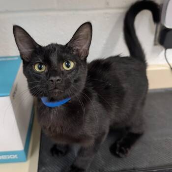 Alfie -  Domestic Short Hair Cat for Adoption in Ardmore, Oklahoma - Alfie | PetCurious