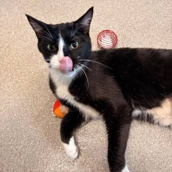 Domestic Short Hair Cats Available for Adoption in Hailey, Idaho - Teddy | PetCurious