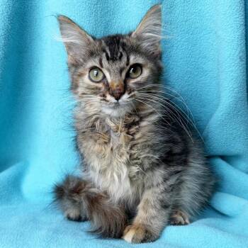 Black Widow -  Domestic Medium Hair Cat for Adoption in Mt. Juliet, Tennessee - Black Widow | PetCurious