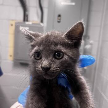 Goofy -  Domestic Short Hair Cat for Adoption in Summerville, South Carolina - Goofy | PetCurious